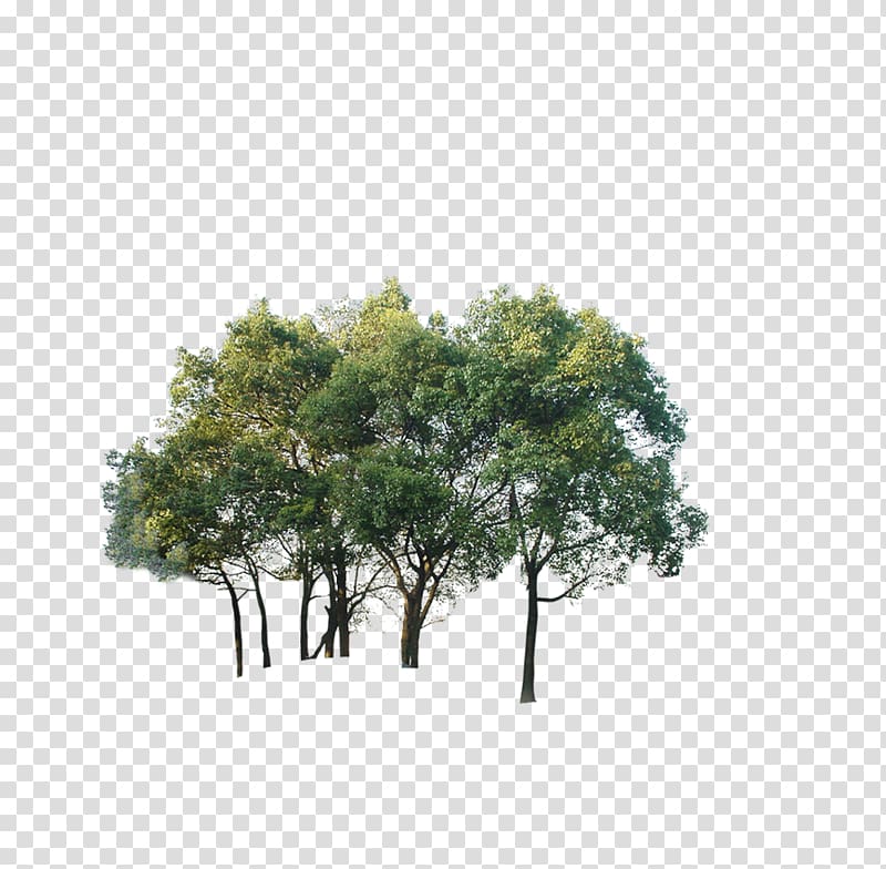 Tree Watermark , tree transparent background PNG clipart