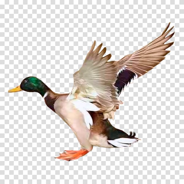Mallard Goose Duck Bird Redhead, goose transparent background PNG clipart