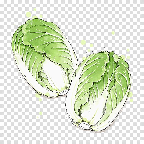 Baek-kimchi Bossam Nabak-kimchi Baechu-kimchi Napa cabbage, Cabbage transparent background PNG clipart