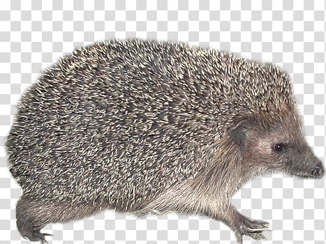 Hedgehog transparent background PNG clipart