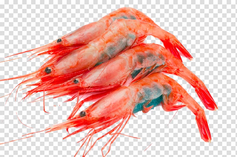 Caridea Chinese cuisine Sashimi Japanese Cuisine Shrimp, HD red shrimp transparent background PNG clipart