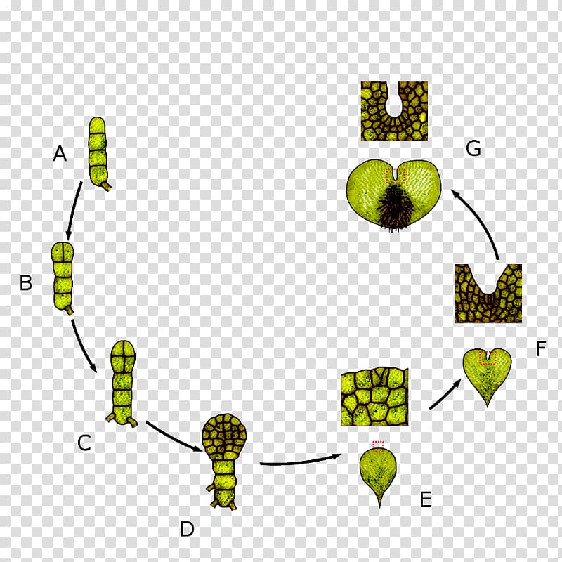 Leaf Prothallium Biological life cycle Sporophyte Vascular plant, Development Cycle transparent background PNG clipart