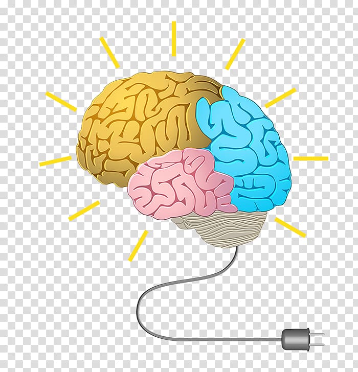 Human brain Neurofeedback Cognitive training Memory, Brain transparent background PNG clipart