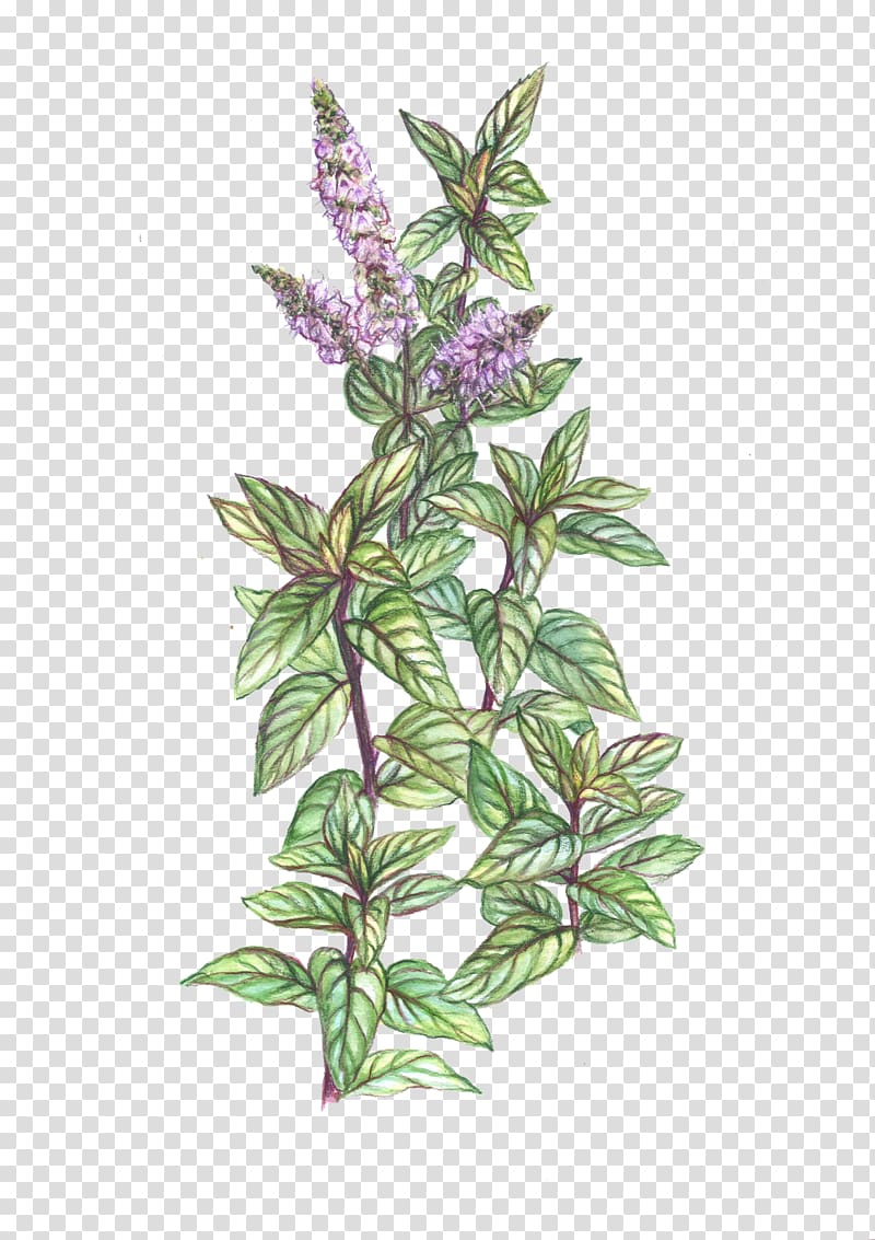 purple and green flowers illustration, Peppermint Mentha spicata Plant Herb Drawing, pepermint transparent background PNG clipart