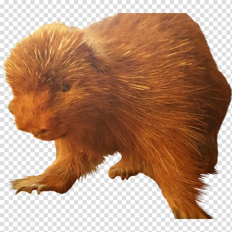 Beaver Fur Terrestrial animal Snout, beaver transparent background PNG clipart