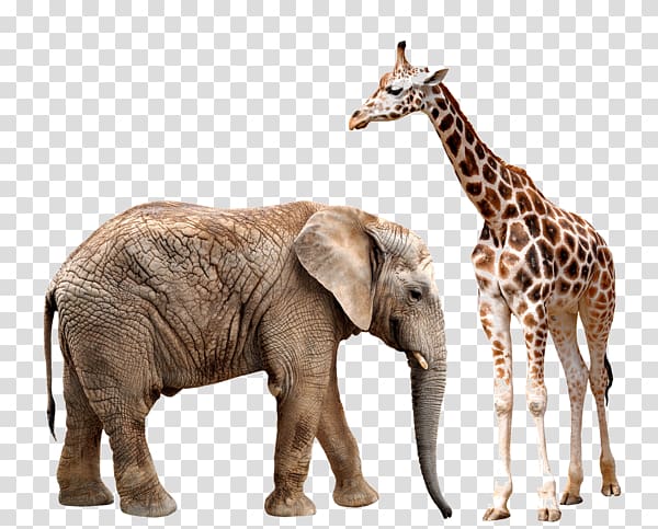 brown giraffe and grey elephant, Asian elephant Giraffe African elephant Rhinoceros, Giraffes and elephants transparent background PNG clipart