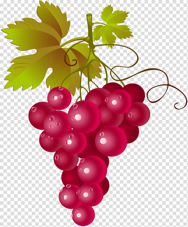 Common Grape Vine Red Wine Concord grape Muscadine grape, wine transparent background PNG clipart