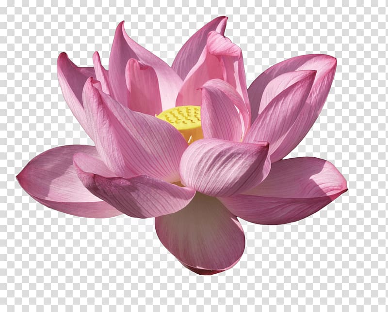 Nelumbo nucifera Water lilies Lilium Flower Kenilworth Park and Aquatic Gardens, lotus flower transparent background PNG clipart