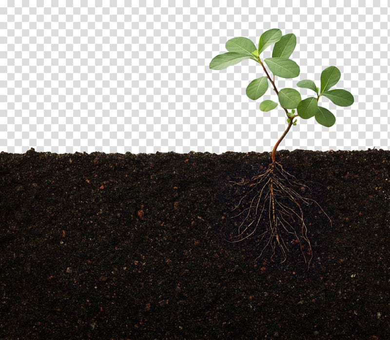 green leafed plant, Rhizosphere Nutrient Root Plant stem, Green plant soil transparent background PNG clipart