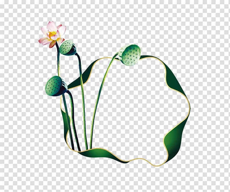 Nelumbo nucifera Lotus effect, Lotus lotus transparent background PNG clipart
