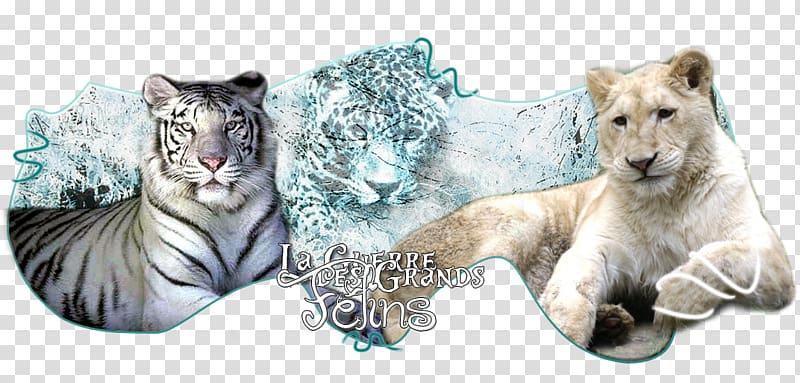 Tiger Cat Wildlife Terrestrial animal Fauna, different races transparent background PNG clipart