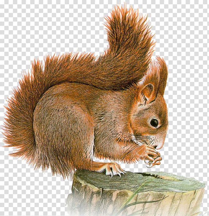 Eastern gray squirrel Red squirrel , sky squirrel transparent background PNG clipart