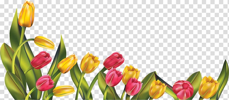 Tulip Flower , Yellow Tulips transparent background PNG clipart