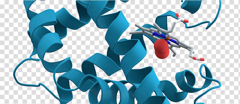 Biochemistry Protein Myoglobin Molecular biology, others transparent background PNG clipart