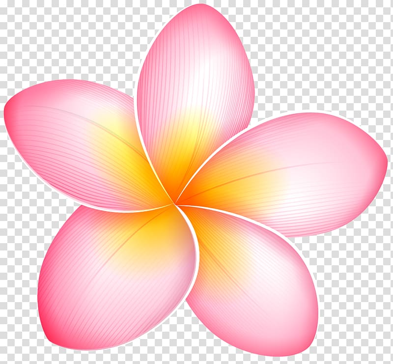 Blog Pink flowers , frangipani transparent background PNG clipart