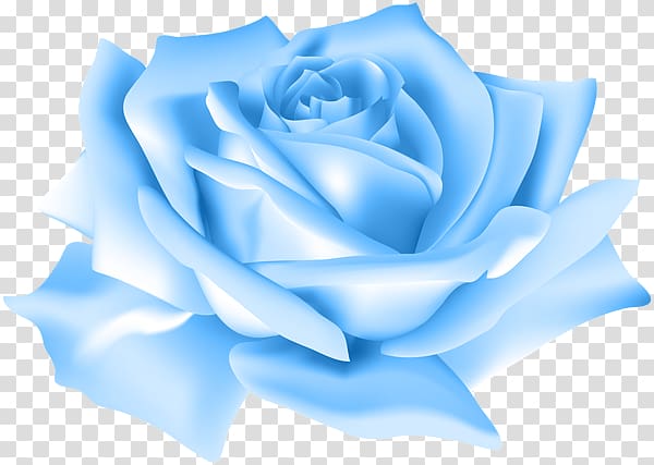 Blue rose , rose transparent background PNG clipart