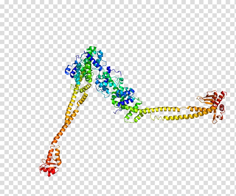 NUF2 CENPA Protein Centromere Kinetochore, others transparent background PNG clipart