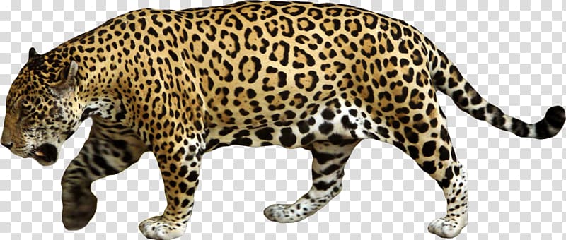 Jaguar transparent background PNG clipart