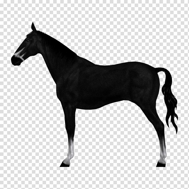 Akhal-Teke , Saw Horses transparent background PNG clipart