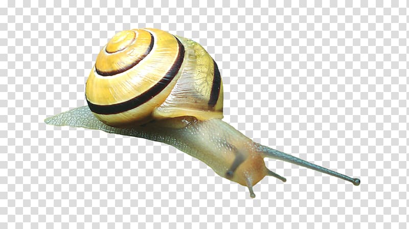 Snail Caracol Slug Gastropod shell Mollusc shell, Snail transparent background PNG clipart
