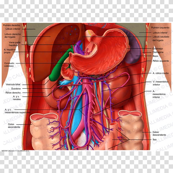Abdomen Human anatomy Organ Human body, others transparent background PNG clipart