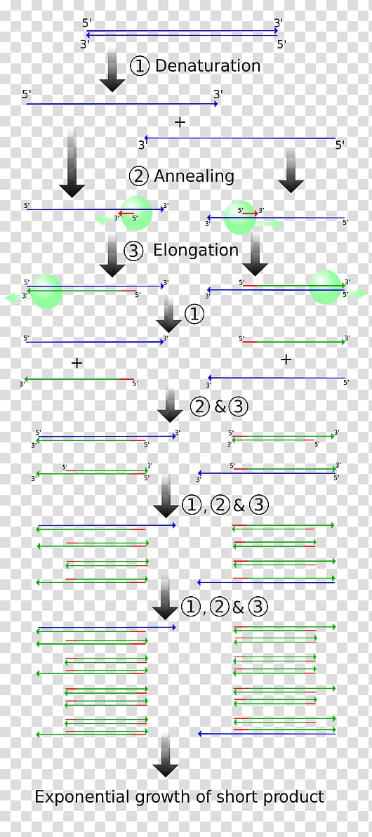 Polymerase chain reaction Molecular cloning DNA polymerase, transparent background PNG clipart