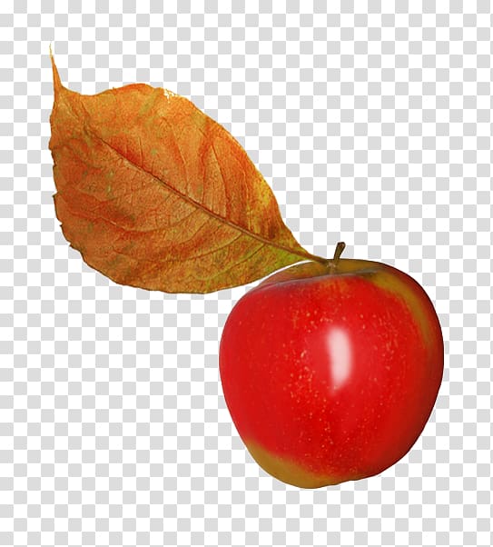 Apple Leaf Fruit , Apple leaves transparent background PNG clipart