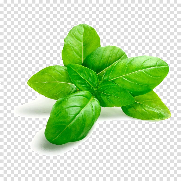 Thai basil Herb Seasoning Spice, others transparent background PNG clipart