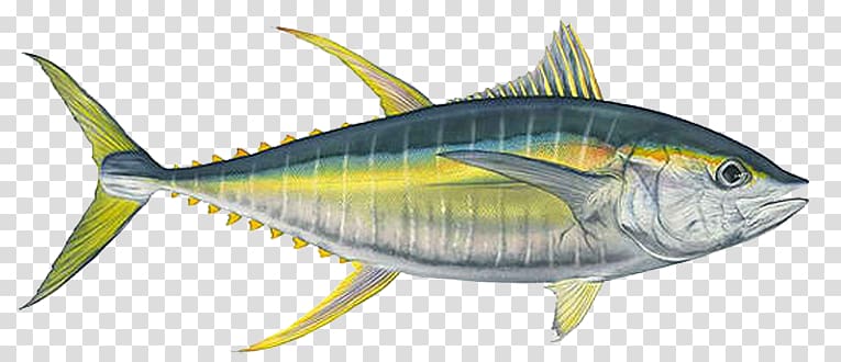 yellow and black fish , Mackerel Bigeye tuna Yellowfin tuna Albacore Fishing, Ahi Tuna Background transparent background PNG clipart