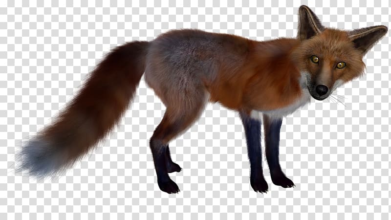 Red fox Arctic fox, Fox transparent background PNG clipart