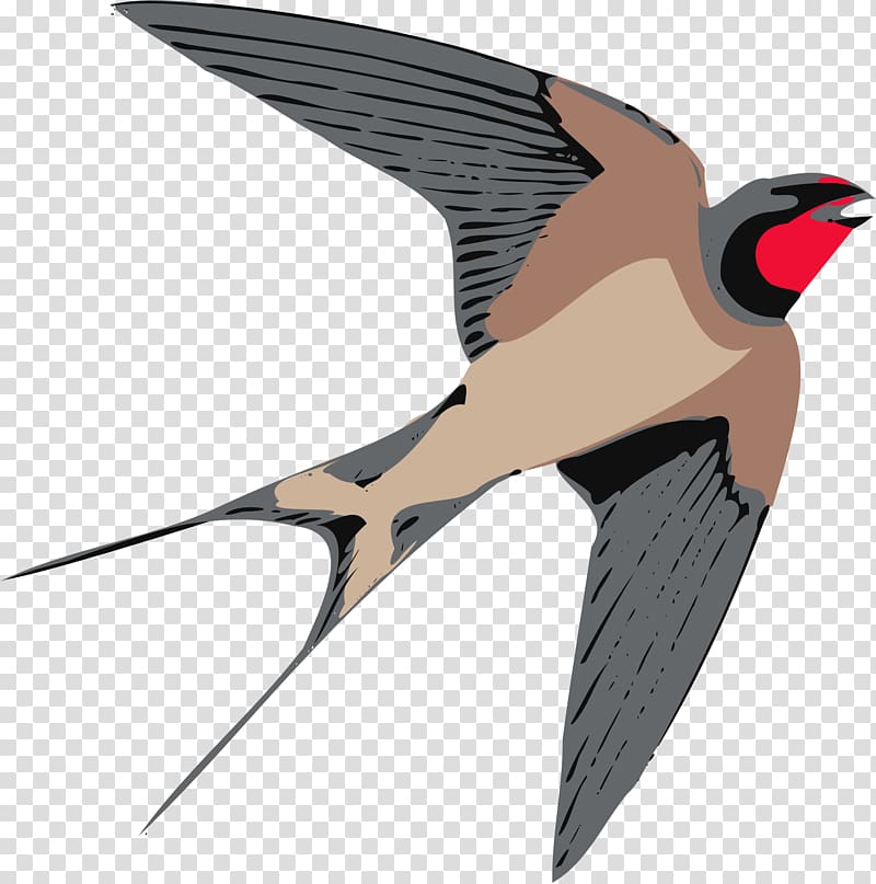 Swallow Bird , sparrow transparent background PNG clipart