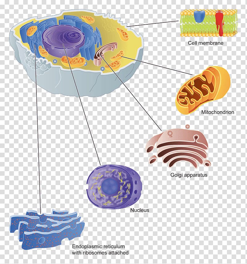 Golgi apparatus Cell membrane Protein targeting, human cells transparent background PNG clipart