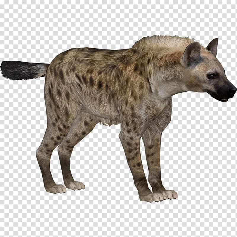 Hyena transparent background PNG clipart