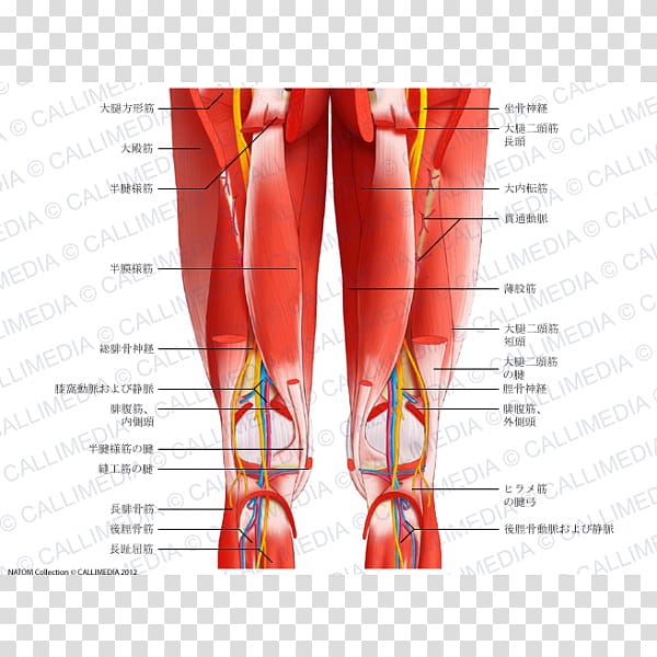 Posterior compartment of thigh Muscles of the hip Human leg, blood vessel transparent background PNG clipart
