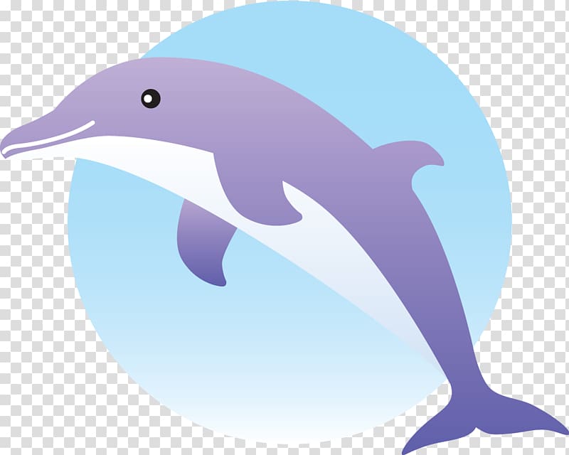 Common bottlenose dolphin Short-beaked common dolphin Tucuxi Wholphin Rough-toothed dolphin, dolphin transparent background PNG clipart