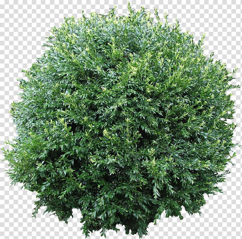 green leafed plant, Shrub Computer Icons Tree , Bush Flora transparent background PNG clipart