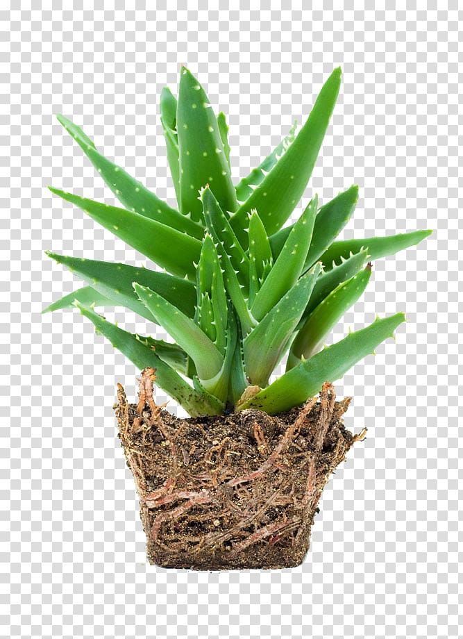 Aloe vera Gel Skin care, Aloe plant transparent background PNG clipart