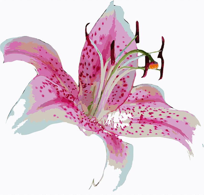 Tiger lily Lilium \'Stargazer\' Flower , Stargazer Lilly transparent background PNG clipart
