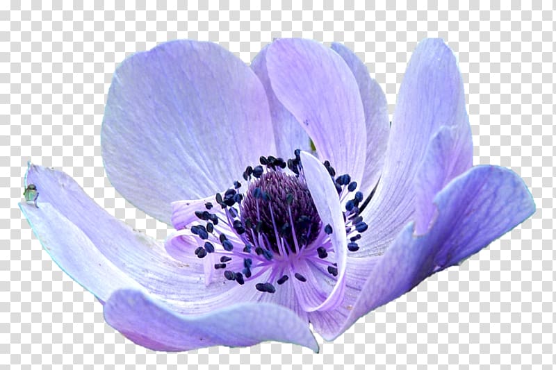 Flower Anemone Florist Anemone apennina Purple Innovation, flower transparent background PNG clipart
