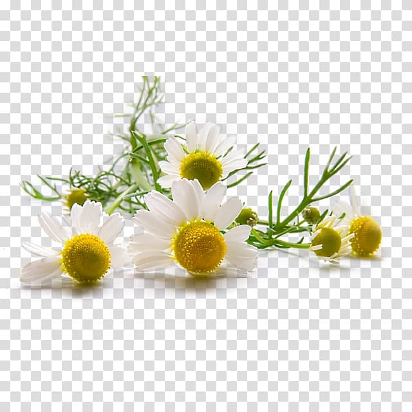 white cone flower, German chamomile Roman chamomile Skin Herbalism, chamomile transparent background PNG clipart