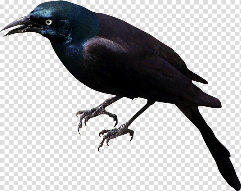 Rook American crow Bird New Caledonian crow Common raven, Chinese painting raven bird transparent background PNG clipart