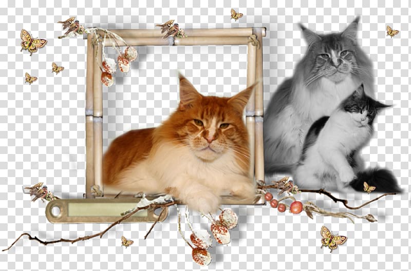 Kitten Maine Coon Whiskers Raccoon, kitten transparent background PNG clipart