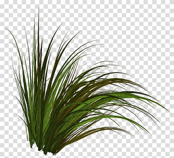 Tree Lawn Herbaceous plant , Cattails transparent background PNG clipart