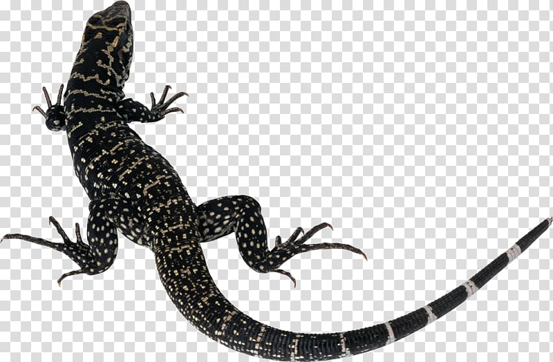 Lizard Silhouette, lizard transparent background PNG clipart