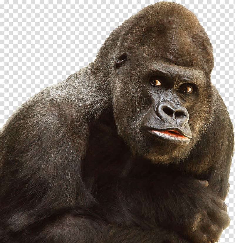 Gorilla transparent background PNG clipart