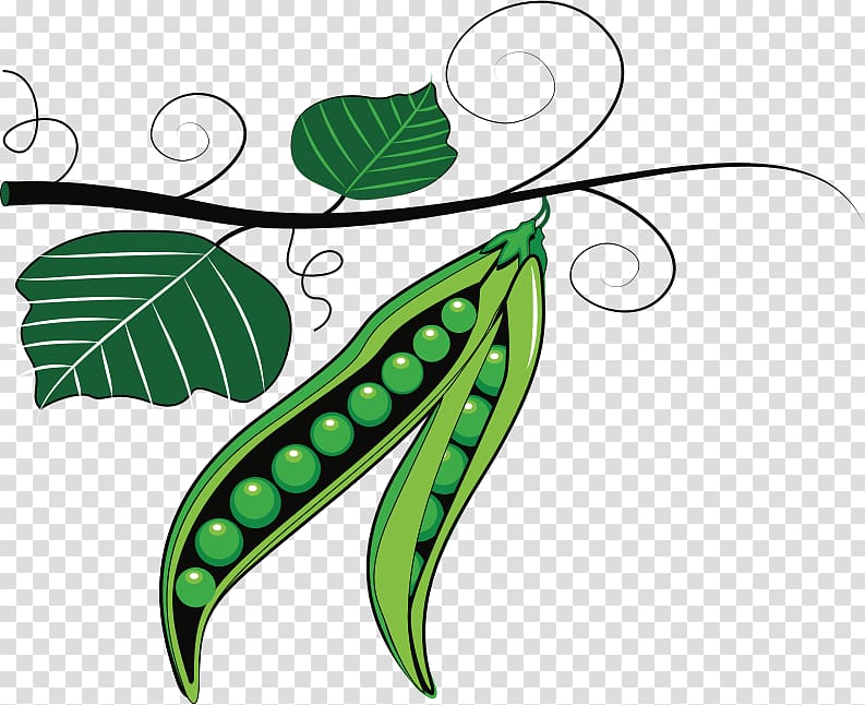 Sweet pea Plant , Green Peas transparent background PNG clipart