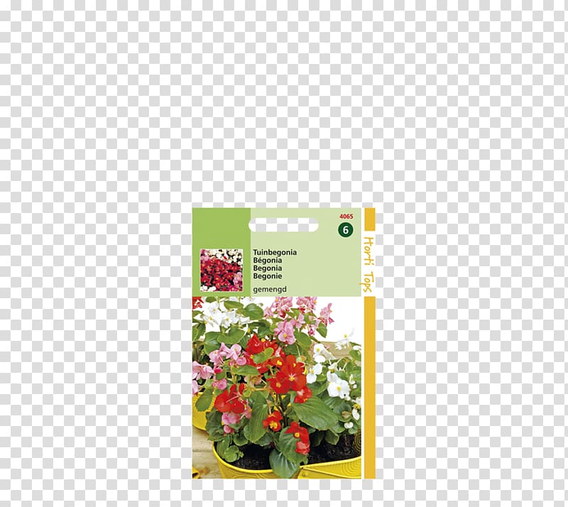 Petal Wax begonia Floral design Flower, Begonia Coccinea transparent background PNG clipart
