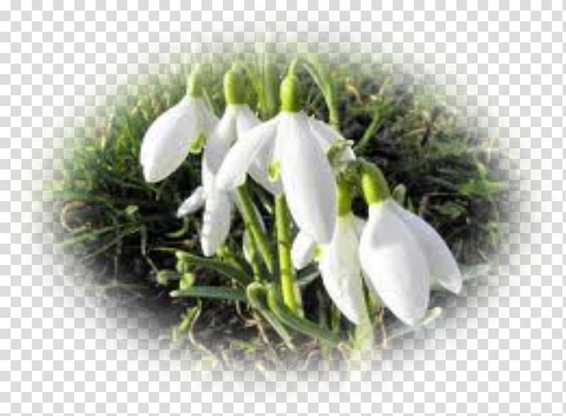 Flower Snowdrop Perce-neige Poinsettia Plant, crocus transparent background PNG clipart