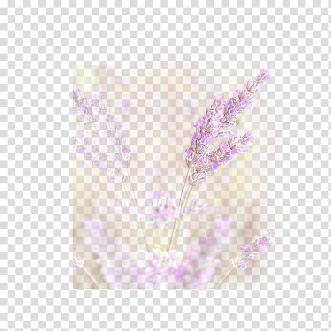 Lavender Petal, Purple wheat transparent background PNG clipart