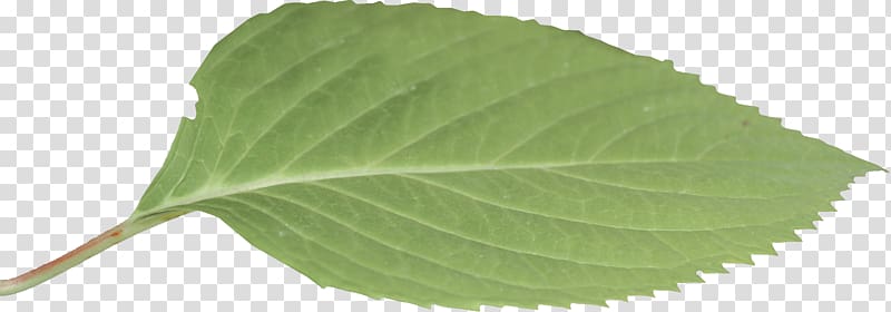 green leaf, Leaf, leaf transparent background PNG clipart